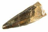 Fossil Spinosaurus Tooth - Real Dinosaur Tooth #354724-1